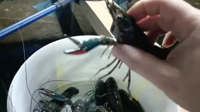 Наші статевозрілі АККР. Переселення в басейн. смотреть онлайн