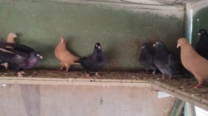 Пермский голуби