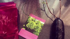 Гортензия из Светофора через месяц после покупки.