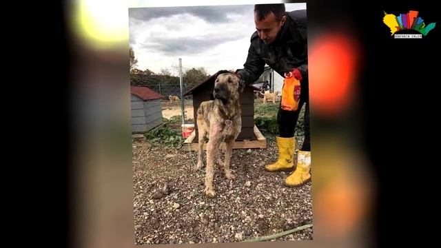 BÜTÜN HAYATINI Çöplükte Geçiren KANGALI BİR KADIN GÖRÜNCE смотреть онлайн