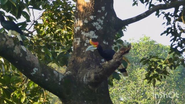 Rhinoceros Hornbill смотреть онлайн