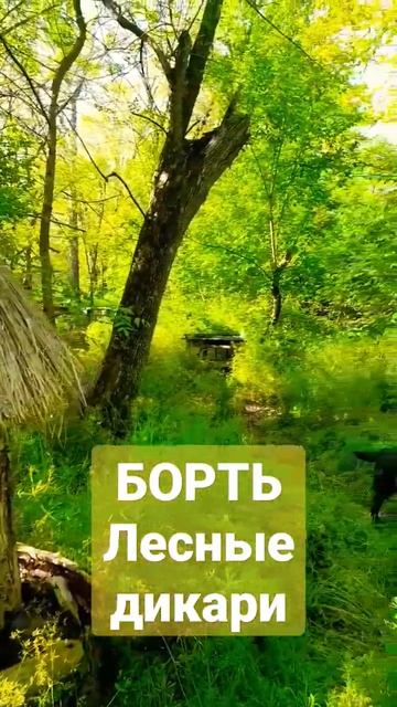 БОРТЬ для пчел. #пчеловодство #пасека #ловушки_для_пчёл #борть #роеловство смотреть онлайн