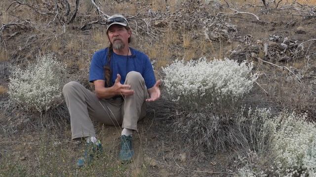 Common Flowers of the Methow Valley: Snow Buckwheat смотреть онлайн