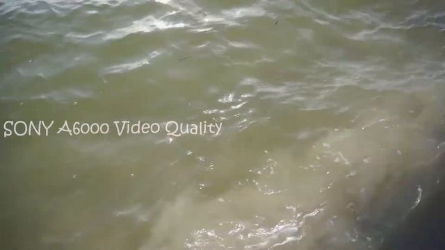 Sony A6000 Sample Video Quality | XACVS AVCHD MP4 | #SONY #A6000 смотреть онлайн