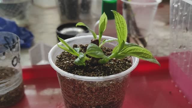 ОЧЕРЕДНАЯ ПОПЫТКА ЧЕРЕНКОВАНИЯ МЕТЕЛЬЧАТОЙ ГОРТЕНЗИИ РАЗНЫМИ СПОСОБАМИ #гортензии #черенкование смотреть онлайн