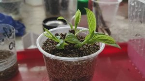 ОЧЕРЕДНАЯ ПОПЫТКА ЧЕРЕНКОВАНИЯ МЕТЕЛЬЧАТОЙ ГОРТЕНЗИИ РАЗНЫМИ СПОСОБАМИ #гортензии #черенкование