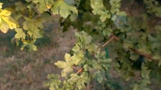 Acer campestre Pulverulentum смотреть онлайн