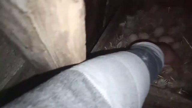 Квочки сідають на осінь, що робити ?