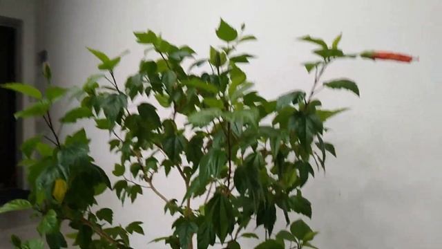 Гибискус зацвёл