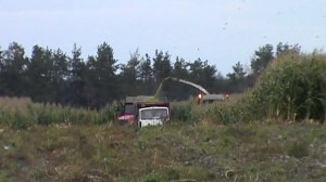 уборка кукурузы на силос 2017 в Беларуси