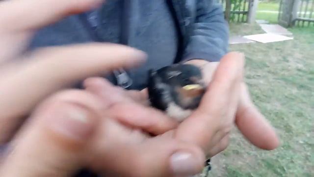 Мой птенчик смотреть онлайн