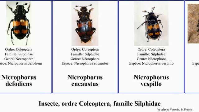 Insecte, ordre Coleoptera, famille Silphidae nicrophorus noir americana Necrodes vespilloides смотреть онлайн