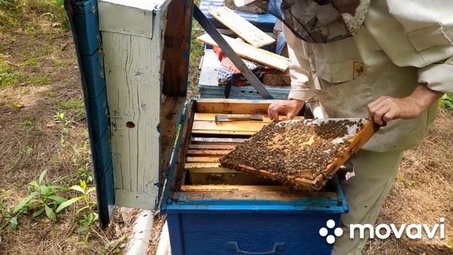 ❗Как развился первый рой через месяц 16.06.2023 #рой #пчеловодство #пчелы #пасека #роеловство смотреть онлайн