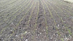 Первая азотная подкормка чеснока. Аргументы по раннему внесению.  Начало сезона полевых работ 2020г