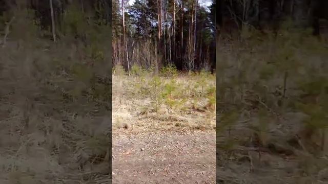 Калина красная, (продолжение)