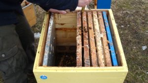 Пчеловодство. Погибла семья на пасеке. Почему?