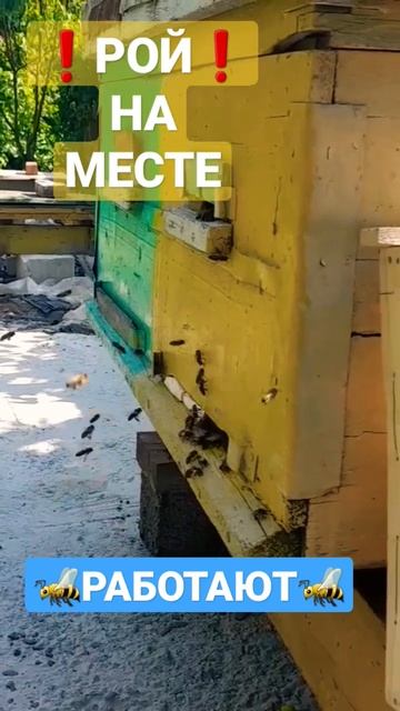 ❗Рой работает неделю спустя 24.05.2023 #пчеловодство #пасека #пчелы #роеловство #улики #рой смотреть онлайн