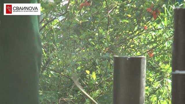 оборудование для монтажа винтовых свай смотреть онлайн