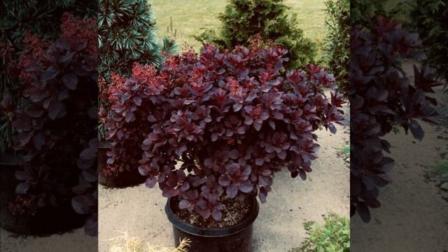 Purple Smoke Tree смотреть онлайн
