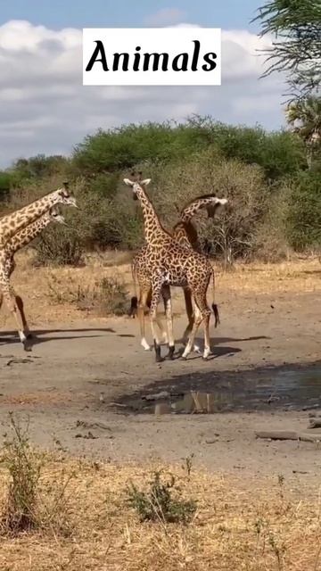 Animals Deer s Giraffe #shorts #short #ytshorts #youtbeshorts #animals #shortvideo смотреть онлайн