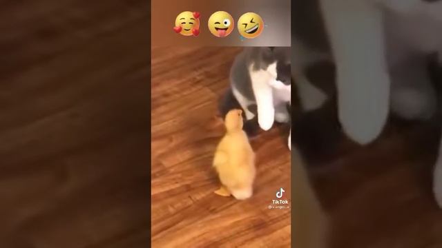 Розумні коти🤣 смотреть онлайн