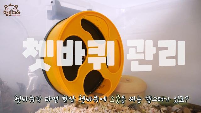 햄스터를 건강하게 관리하는 데일리 루틴 5가지 (자세히 알아보는 햄스터 부분청소) смотреть онлайн