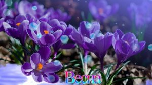 Футаж. Весна 41