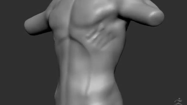 ZBrush male anatomy study смотреть онлайн