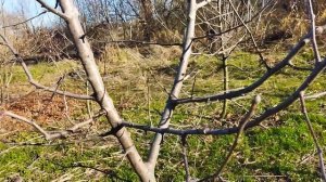 Обработка сада осенью железным купоросом