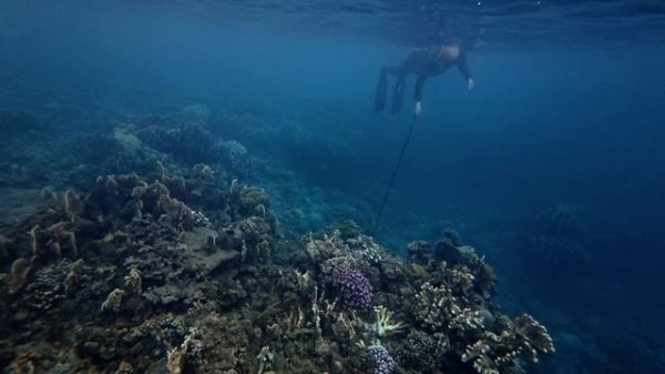 Эпизод 1: «Первое Погружение в Подводный Мир | Снорклинг в Тихом океане»