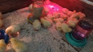 Цыплята бройлеры 0 -14 дней. Выращиваем бройлеров в простых домашних условиях. Часть -1