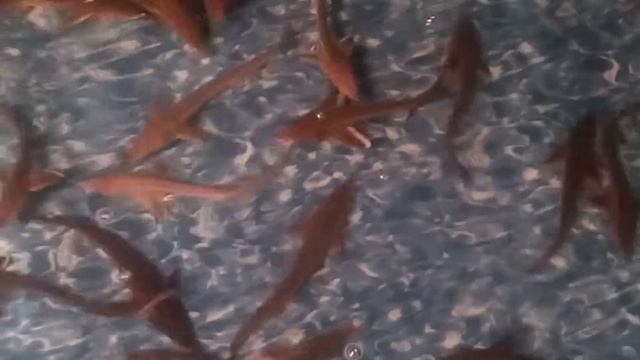Зарыбление прудов. смотреть онлайн