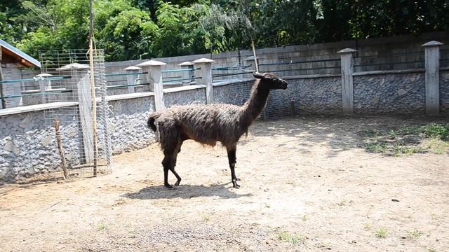 Лама - Зоо Врт Кладово / Lama - Zoo Vrt Kladovo