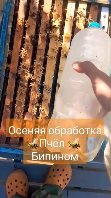 Вторая обработка пчел от клеща варроа бипином 24.09.23#пасека #пчеловодство #пчелы #клещ_варроа смотреть онлайн