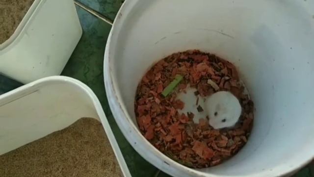 Cara Beternak Hamster Simple Dan Hasil Melimpah