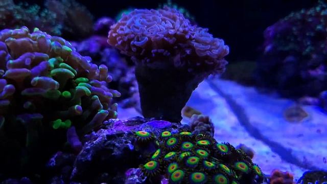 Update On My Redsea Reef Tank! смотреть онлайн
