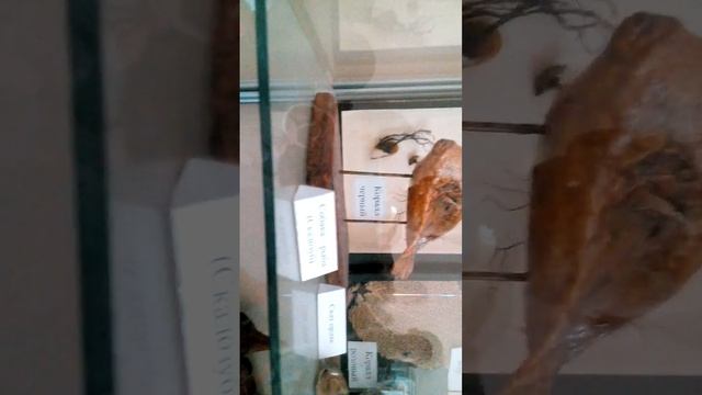 Станция юних натуралистов . #1 смотреть онлайн