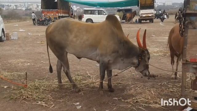 हिंदकेसरी मन्याचा मृत्यू नक्की कशामुळ झाला😱😔कारण  एका झटक्यान मन्याचा श्वास थांबला#बकासुर#मथुर