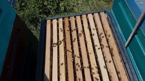 Медосбор на Рапсе. Результат.