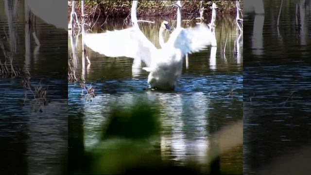 trumpeter swan смотреть онлайн