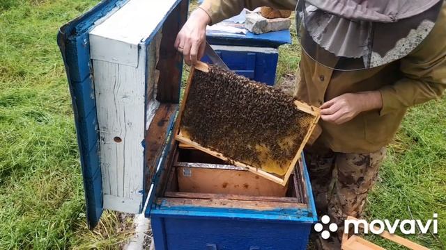 Первый РОЙ 2023 года. Снимаем, сажаем в улей. 7.05.2023#пчеловодство #пчелы #роеловство #пасека смотреть онлайн