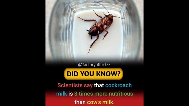 Amazing Facts You Should Know ||Amusing Fact|| смотреть онлайн