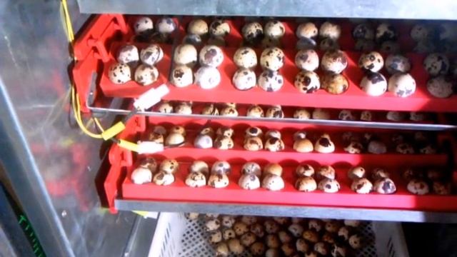 Перепела (Часть 1)