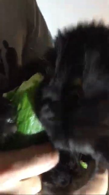 Funny cat eats cucumber ( Most Viral Videos #9 ) смотреть онлайн