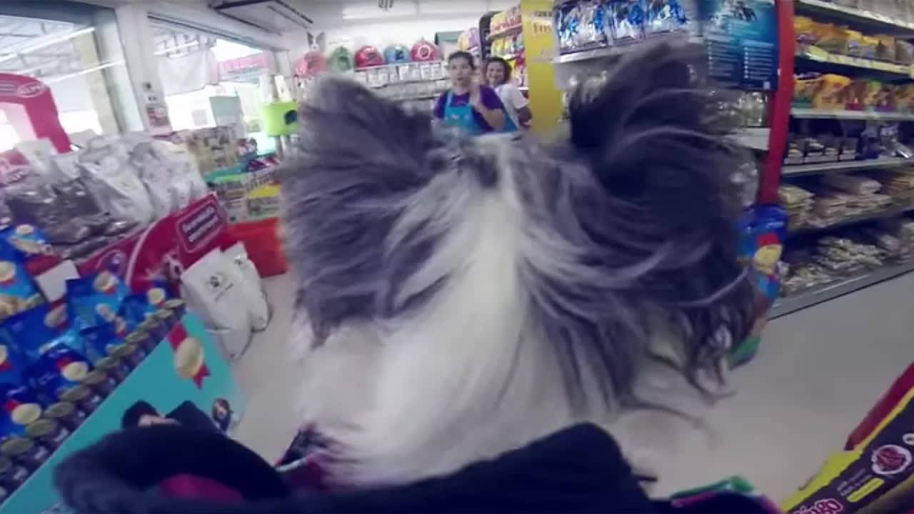 ВЛОГ: любимый зоомагазин Чихуахуа Софи! 🐕🛍️ смотреть онлайн