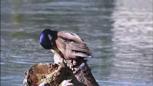 Привет,Весна! смотреть онлайн