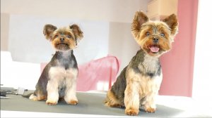 Стрижка для двух йоркширских терьеров у грумера
