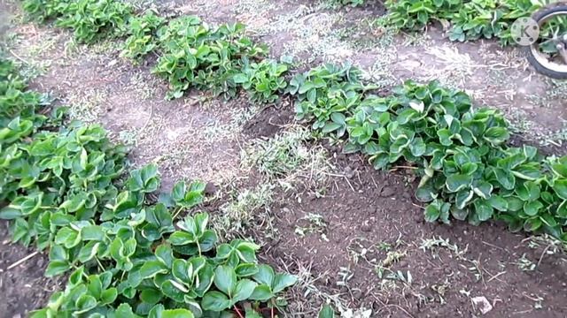 Лучший друг клубничника))