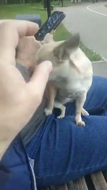 юмор#чихуахуа #друзья #маленькие #собаки #shorts смотреть онлайн