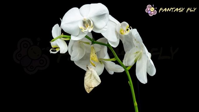 Pieridae Belyanka смотреть онлайн